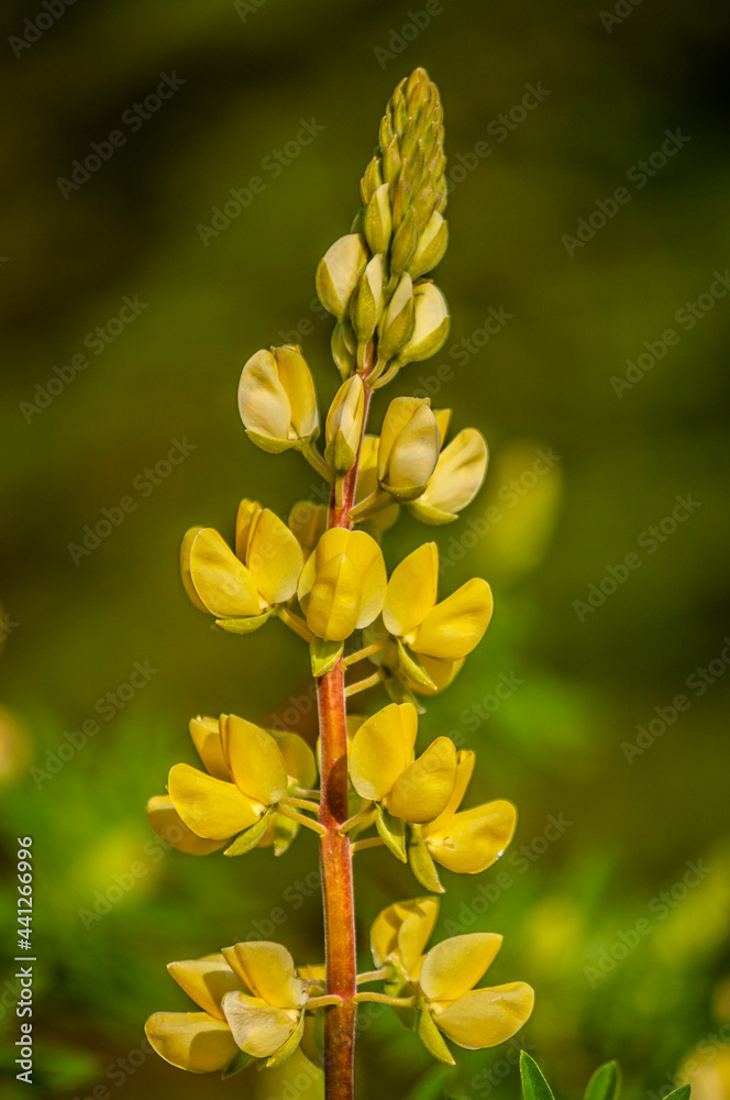Obraz premium spring flower