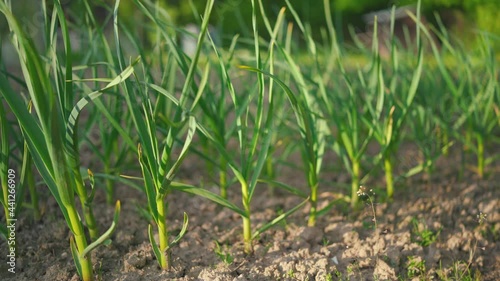 Sun shines on young garlic plants growing in garden photo
