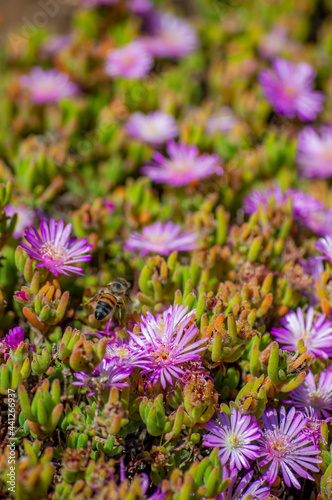 spring flower