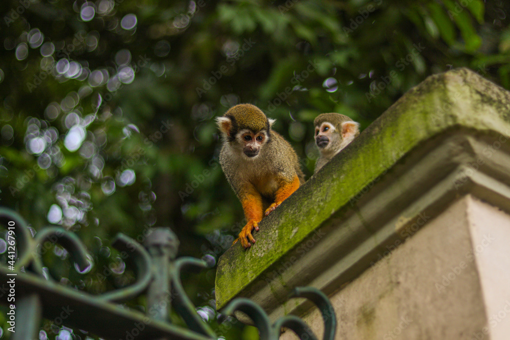 Obraz premium Little monkey in the woods. Monkey.