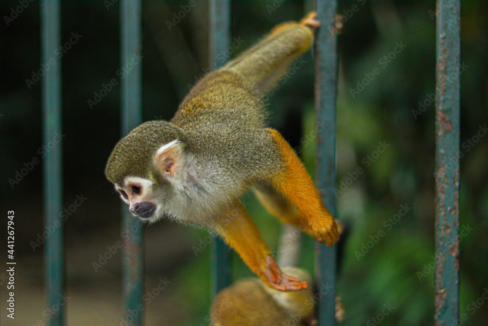 Obraz premium Little monkey in the woods. Monkey.