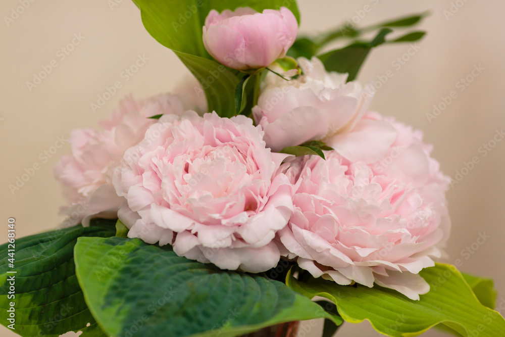 Beautiful bouquets of peonies. Flower backgrounds made of peonies. Beautiful bouquets of peonies. Flower backgrounds made of peonies.