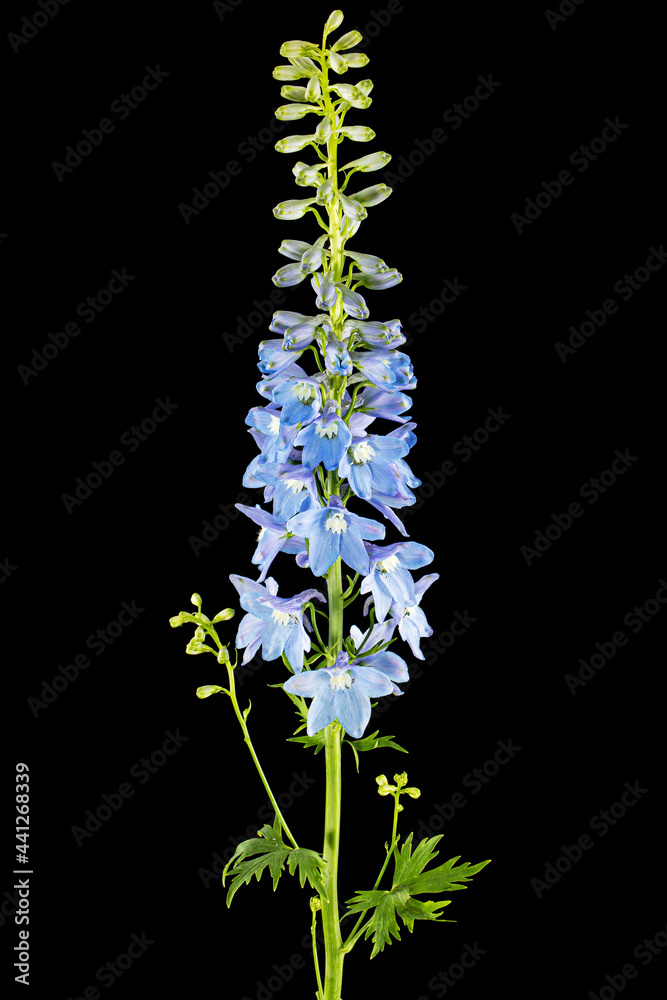 Inflorescence of blue delphinium flowers, lat. Larkspur, isolated on black background