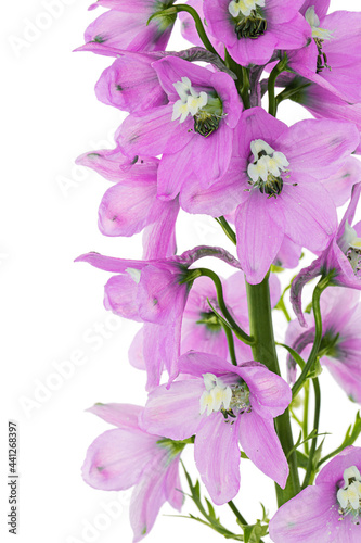 Inflorescence of pink delphinium flowers  lat. Larkspur  isolated on white background