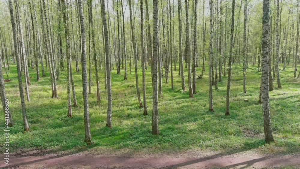 The drone flies slowly through trees, people walk in public park in sunny weather, young foliage in the trees, sunlight through the trees The drone flies slowly through trees, people walk in public park in sunny weather, young foliage in the trees, sunlight through the trees