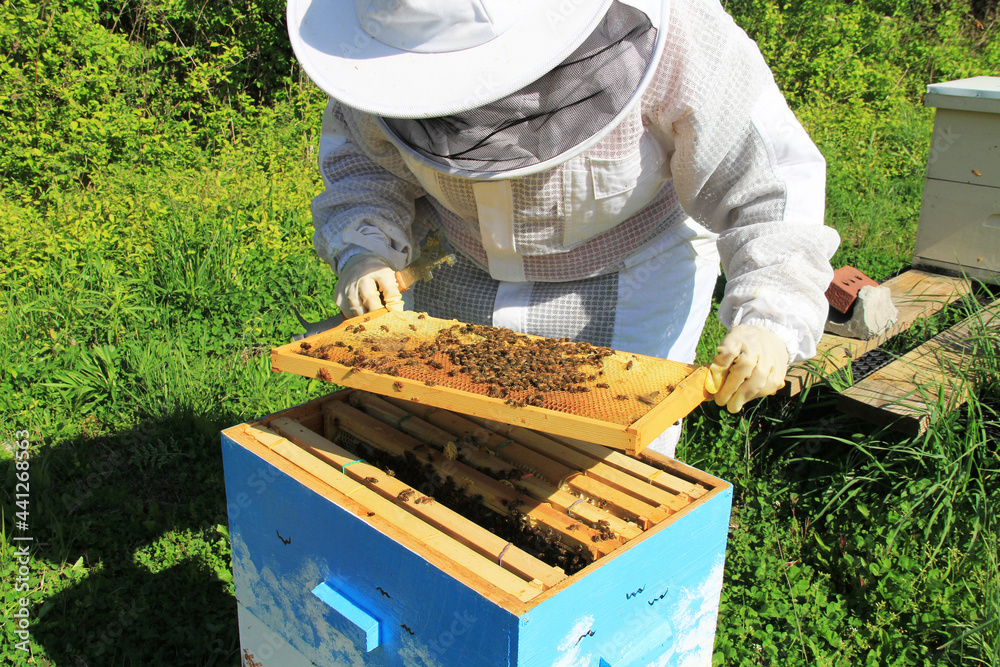 A beekeeper tending to their bees in a Langstroth hive with green plant background copy space. Frame has capped and uncapped worker bee comb or brood nest. A beekeeper tending to their bees in a Langstroth hive with green plant background copy space. Frame has capped and uncapped worker bee comb or brood nest.