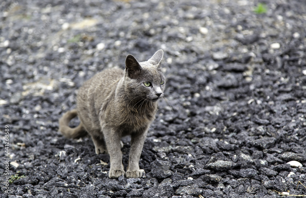 Gray cats abandoned in the street Gray cats abandoned in the street