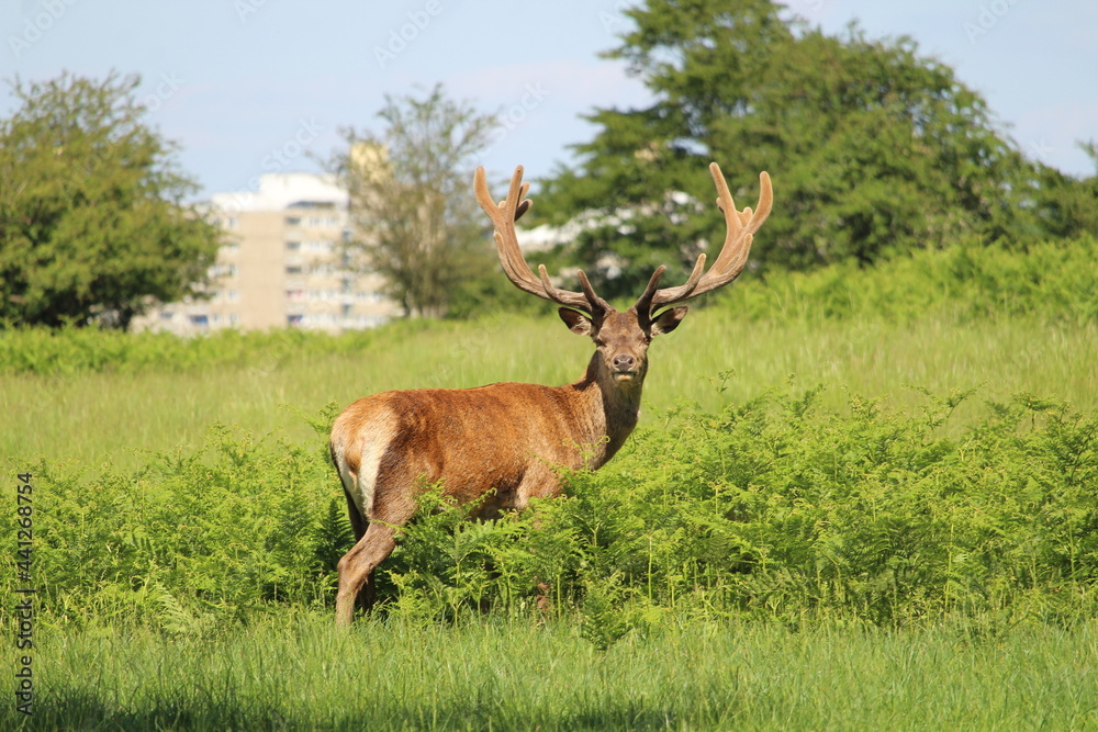 Dazzling deer in the park Dazzling deer in the park