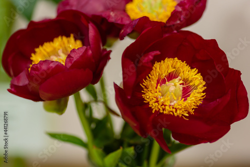 Beautiful red peony. Peony sort Chervoni vitryla close up