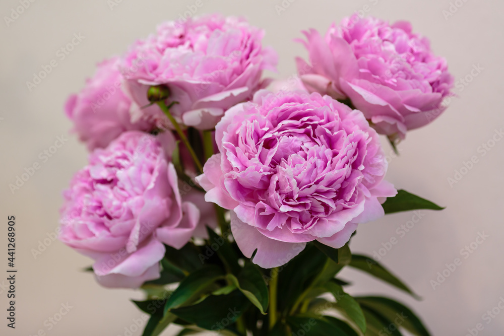 A beautiful peony flower of the variety Sarah Bernhardt A beautiful peony flower of the variety Sarah Bernhardt