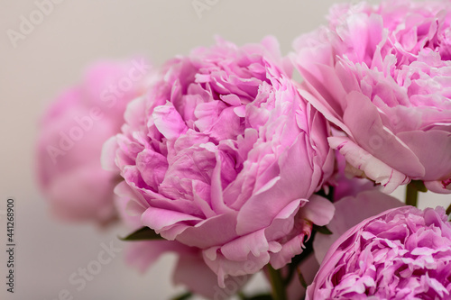 A beautiful peony flower of the variety Sarah Bernhardt
