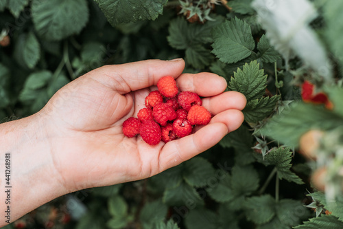 Old female hands holding fresh raspberries, freshly picked from the garden