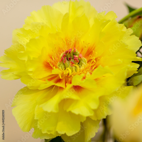 A beautiful yellow peony flower of the variety Treasure Yellow