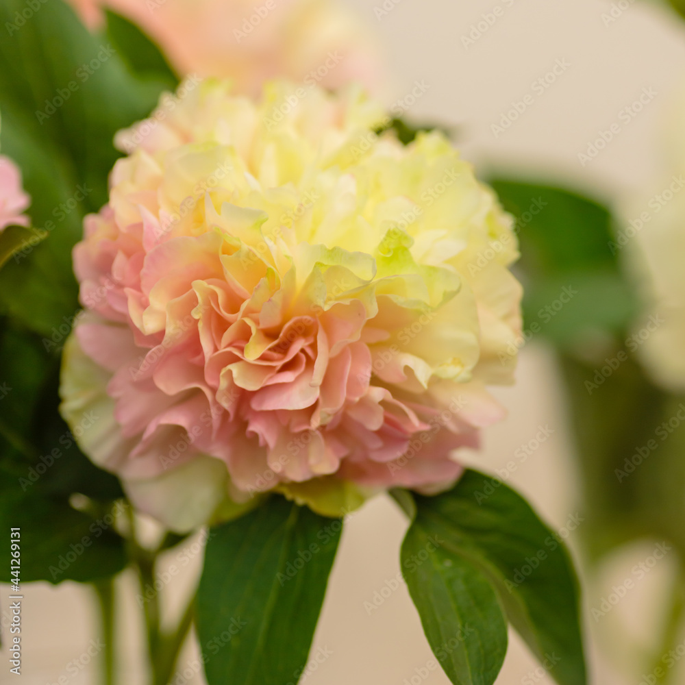 A beautiful peony flower of the variety Lois Choise A beautiful peony flower of the variety Lois Choise