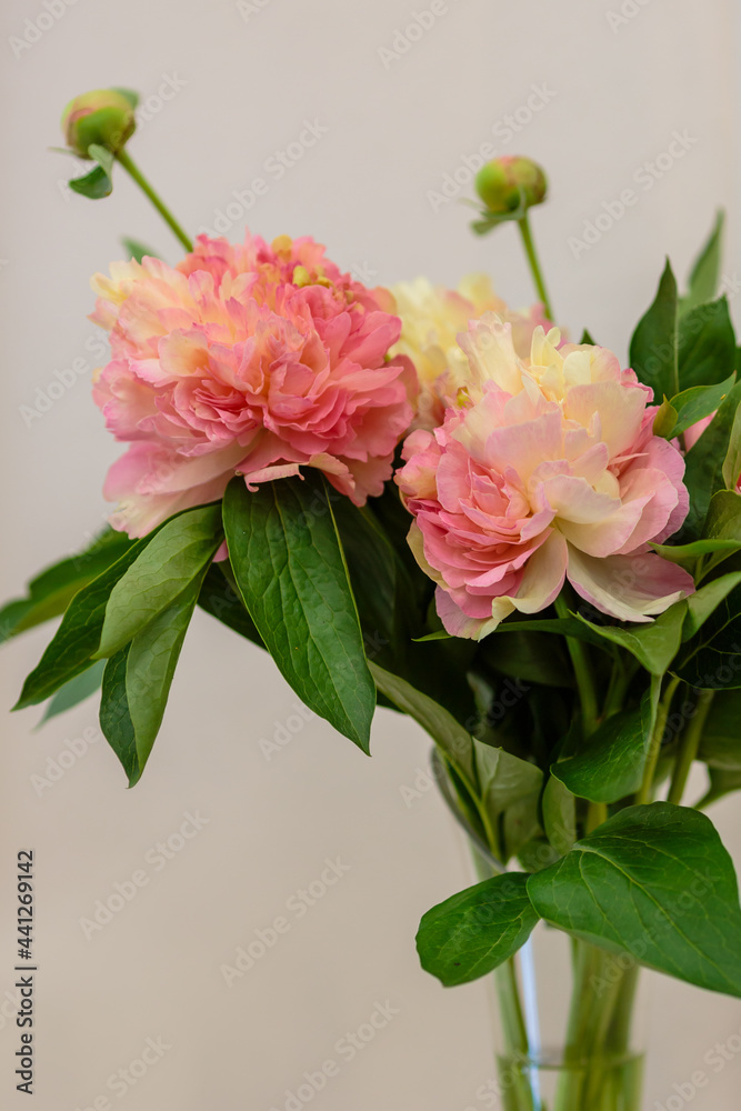 A beautiful peony flower of the variety Lois Choise A beautiful peony flower of the variety Lois Choise