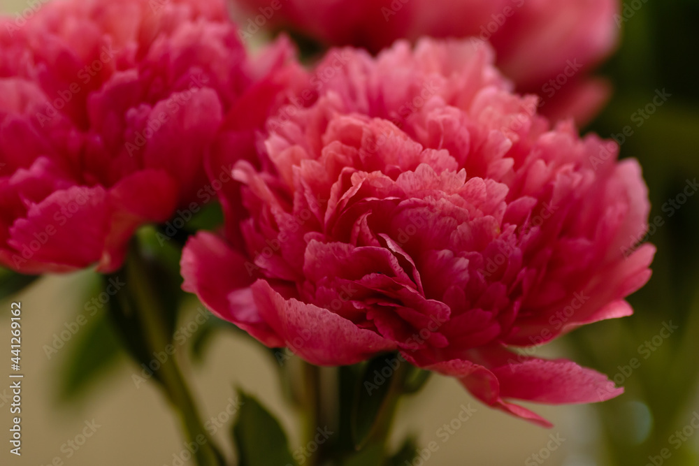 A beautiful peony flower of the variety Lorelei A beautiful peony flower of the variety Lorelei