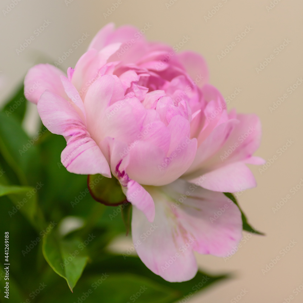 A beautiful peony flower of the variety Petite Elegance