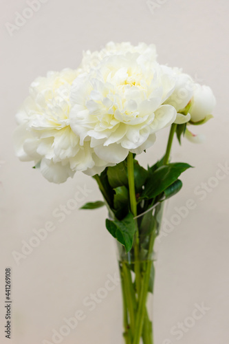 A beautiful white peony flower of the variety Kundred