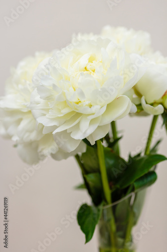 A beautiful white peony flower of the variety Kundred