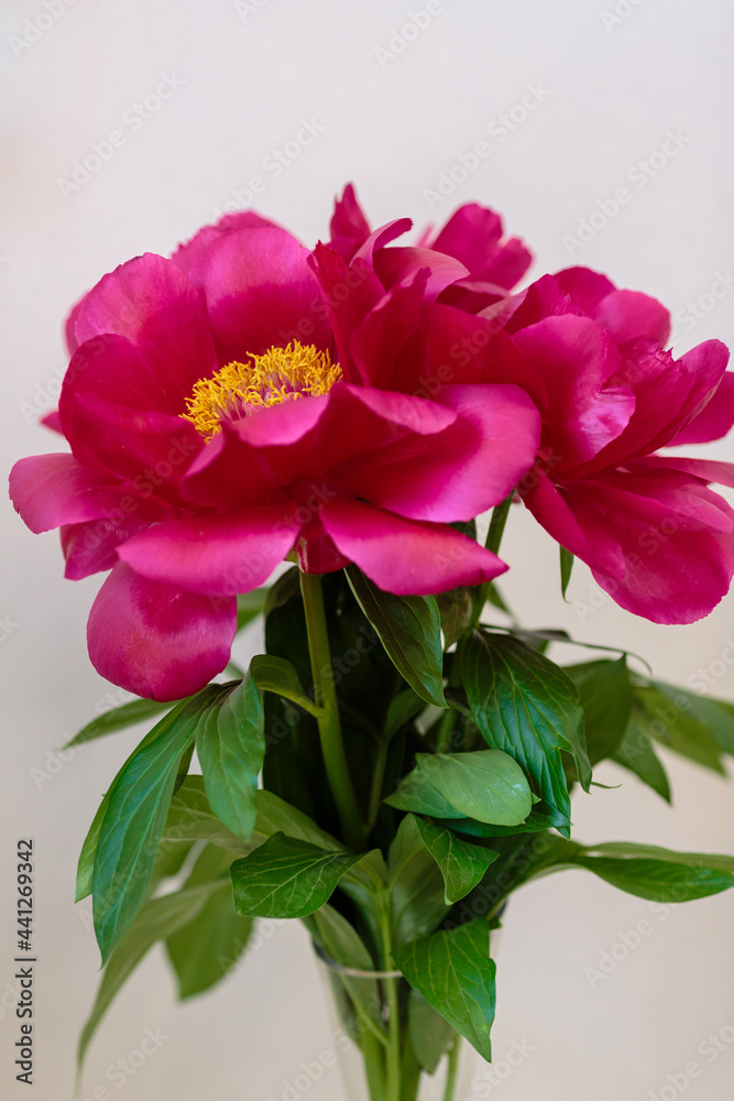 A beautiful peony flower of the variety Red Red Rose A beautiful peony flower of the variety Red Red Rose