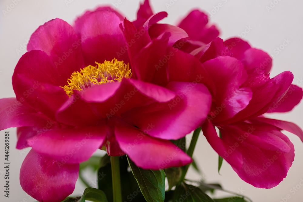 A beautiful peony flower of the variety Red Red Rose