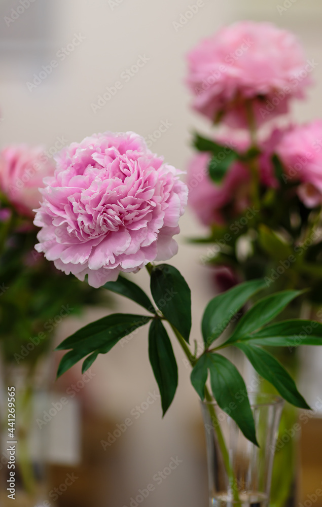 A beautiful pink peony flower of the variety Venus A beautiful pink peony flower of the variety Venus