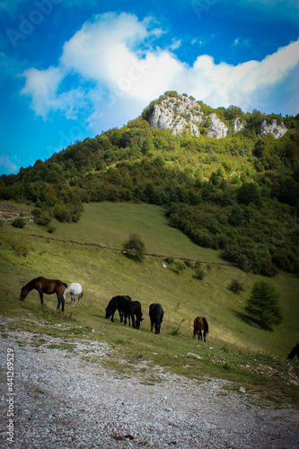 Horses in nature. Horses grazing on the hillside overlooking Sarajevo. Wild horses in Bosnia and Herzegovina. © Mahir