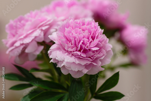 A beautiful pink peony flower of the variety Venus