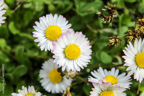 Lawn with daisies. A group of beautiful daisy flowers on the lawn. Lawn daisies. Bellis perennis.