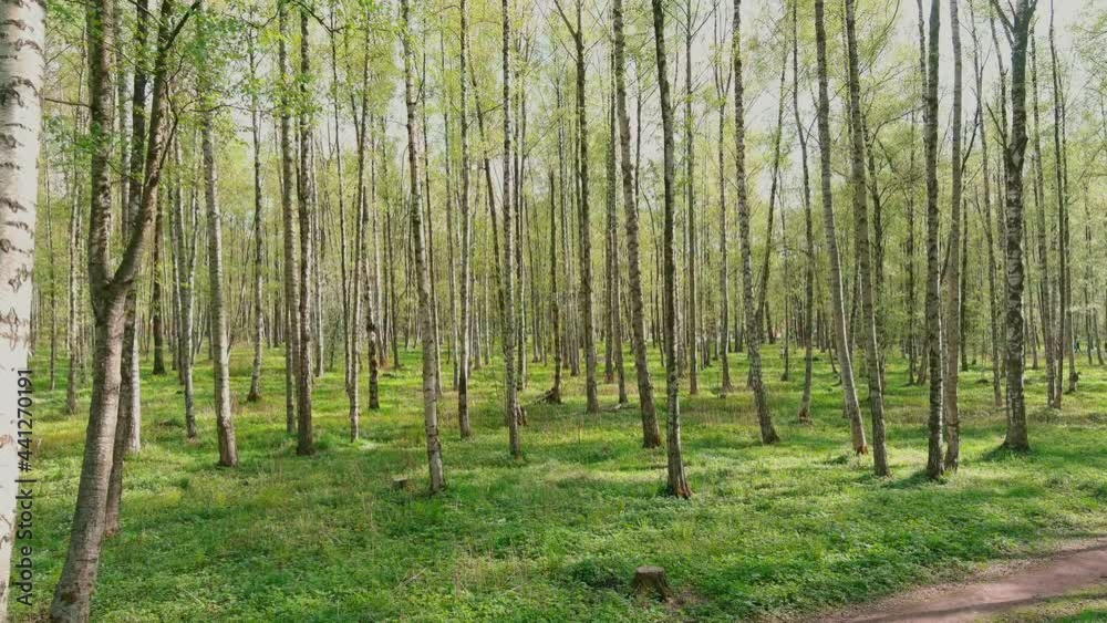 The drone flies slowly through trees, people walk in public park in sunny weather, young foliage in the trees, sunlight through the trees The drone flies slowly through trees, people walk in public park in sunny weather, young foliage in the trees, sunlight through the trees