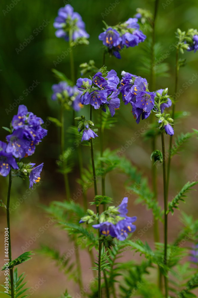 Fototapeta premium Flowers and inflorescence of Greek Valerian or Polemonium Coeruleum