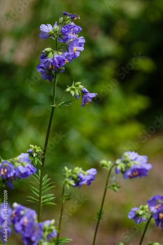 Flowers and inflorescence of Greek Valerian or Polemonium Coeruleum