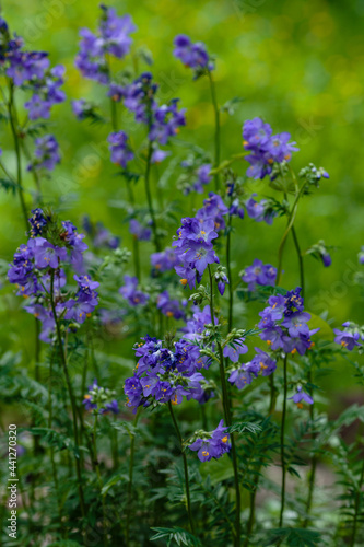 Flowers and inflorescence of Greek Valerian or Polemonium Coeruleum © Flower_Garden