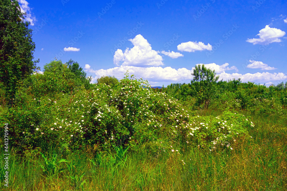 Fototapeta premium Rosehips full of beautiful flowers in beautiful nature