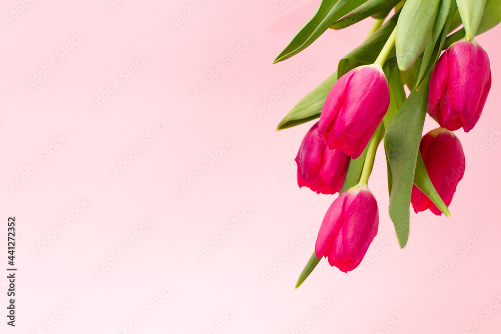 bouquet of bright fresh delicate pink tulips hanging on a pastel background with copy space, close-up. Minimalism for spring holidays