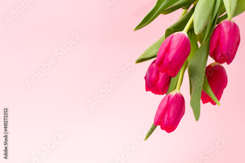 Fototapeta Naklejka Na Ścianę i Meble -  bouquet of bright fresh delicate pink tulips hanging on a pastel background with copy space, close-up. Minimalism for spring holidays