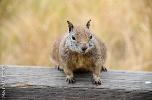 brown squirrel portrait in nature