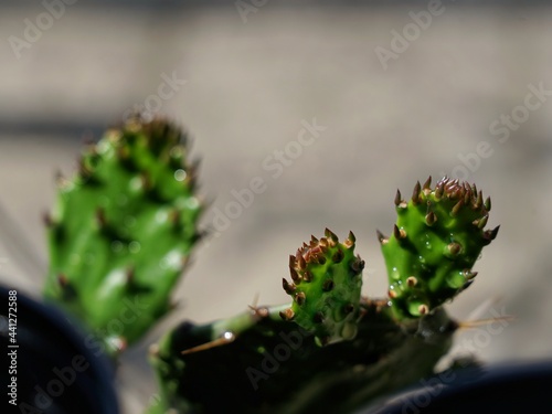 El segundo Cactus