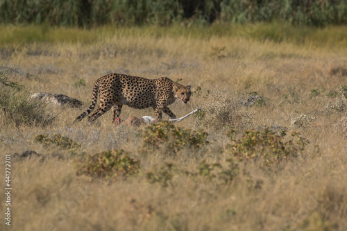 cheetah with full stomach and bloody face walking around springbock it hunted down next to namutoni photo