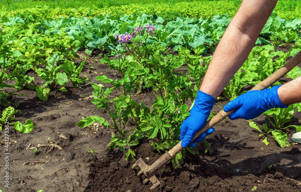 Fototapeta premium The farmer rakes the soil around the young potatoes. Close-up of the hands in gloves of an agronomist while tending a vegetable garden