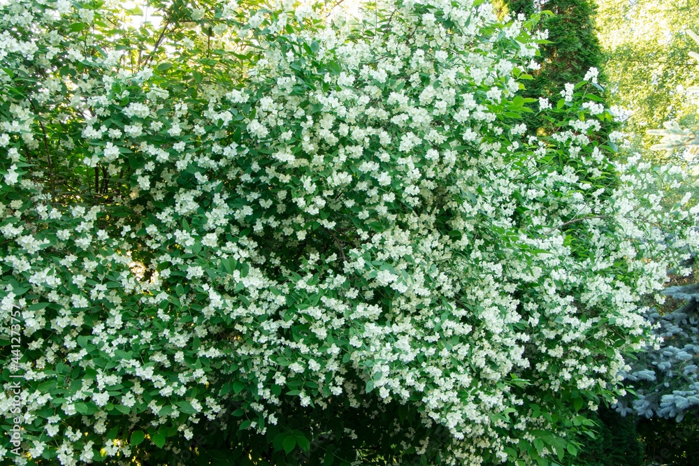 Bush of blooming jasmine. Flowers of jasmine. Gardening. Philadelphus Bush of blooming jasmine. Flowers of jasmine. Gardening. Philadelphus