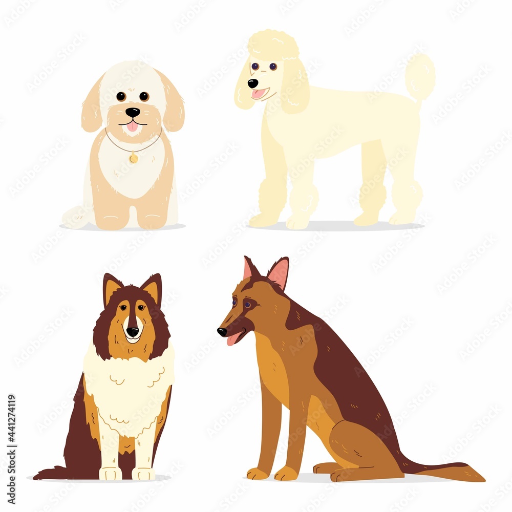 Dogs collection. Vector illustration of various breeds of dogs, such as mini poodle, collie, german shepherd dog and maltipoo. Isolated on white.