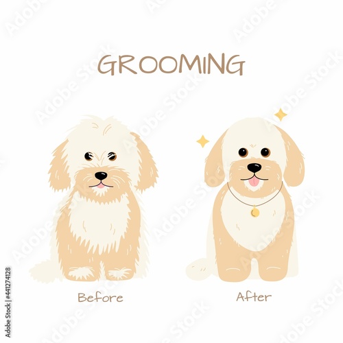 Grooming salon. Maltese miniature Poodle dog trimming before and after. Vector flat illustration isolated on white background