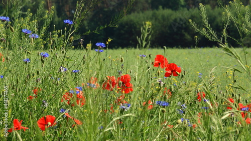 łąka pełna maków, flowers on the meadow