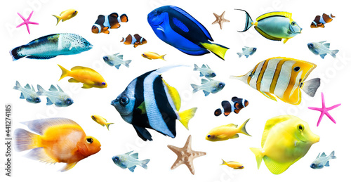 Diversity of bright tropical fish isolated on white background