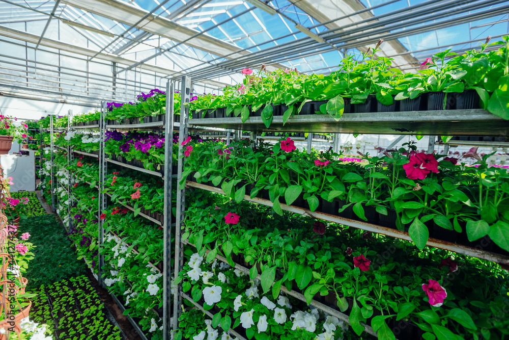 Growing of flower seedlings on shelves in greenhouse