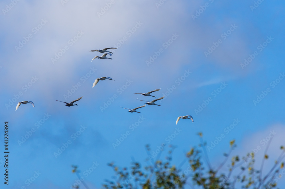 Flock of mute swans flying over top of the trees in the blue sky with large white cloud in V-shaped pattern Flock of mute swans flying over top of the trees in the blue sky with large white cloud in V-shaped pattern