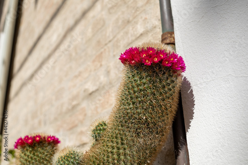 Close up shot of a cactus with a strange crown of pink flowers, resting on the facade window sill of a house in an ancient medieval burg in Italy. photo