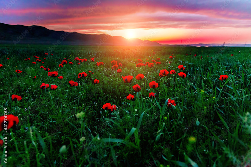 Beautiful field of red poppies at evening sunset in mountains