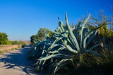 Pita (Agave americana L.) on a country road near the Mediterranean